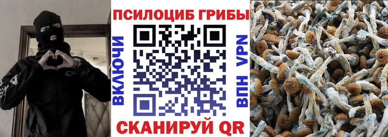 сколько стоит  Минусинск  Псилоцибиновые грибы Cubensis 